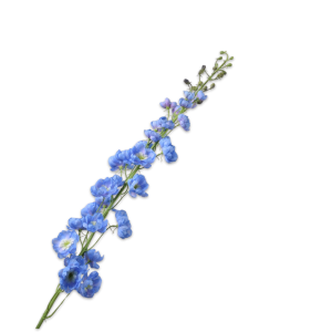 Delphinium licht blauw