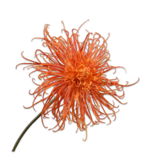 Silk-ka | Chrysant | Koraal | 92cm