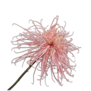 Silk-ka | Chrysant | Roze | 92cm
