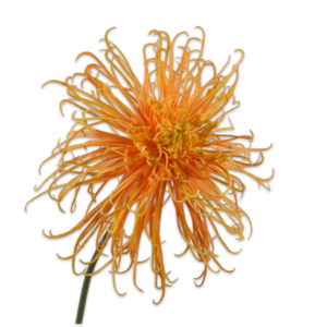 Silk-ka | Chrysant | Geel | 92cm